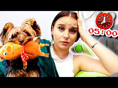 24 Stunden lang mit Rocky leben ! ⏰😰 (Egg hat wieder Angst) - Celina