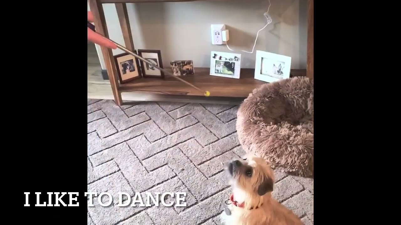 Enlarge Flora, an adoptable mixed breed in Florence, OR video 6/6