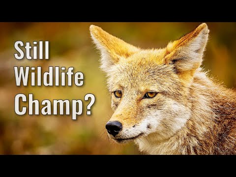 Sony A1 for Wildlife Photography: Vs the A7R5 & A9iii - Even in 2023?