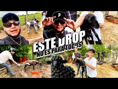SOÑADORES SE DIVIERTEN CON LA OVEJA NEGRA EN EL RANCHO & NUEVO DROP LA DUDA 🧢🐑🖤 / Grillo La Duda 