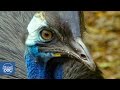 Aves Australia