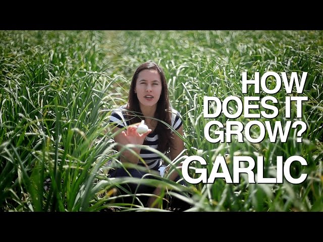 Video Pronunciation of garlic in English