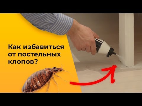 Как избавиться от клопов средством ГЕКТОР (GEKTOR)