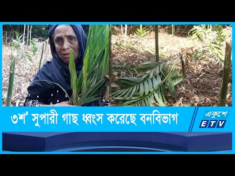 ছমুদা খাতুনের ৩শ’ সুপারী গাছ ধ্বংস করেছে স্থানীয় বনবিভাগ