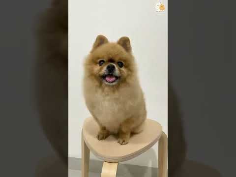 PETKIT 2 in 1 Pet Trimmer Baltas video