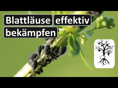 Obstgarten im Mai - Jetzt Blattläuse bekämpfen! Schorf und Sägewespen vorbeugen