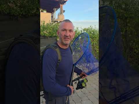 Pescuit sau divorț 😂😂 #fishing #emilianwildfishing #pescuit #carpfishing #pescari #dunare #fishing