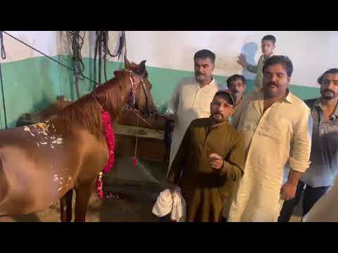 Mehar Qasim Challange || Naseeba Wali Ghori || King Rano Horse