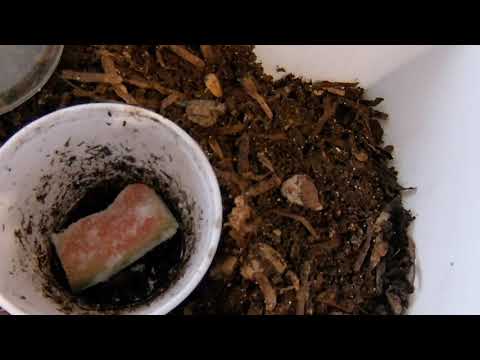 #RedWiggler - Migration Cup - Week 1