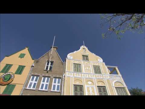 キュラソー島トウワタ、Asclepias curassavica