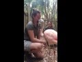 A Chilean Flamingo Kiss For You A Chilean Flamingo Kiss For You