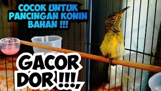 Download lagu Pancingan konin agar bunyi | TROTOL PANCINGAN GACOR DOR  mp3