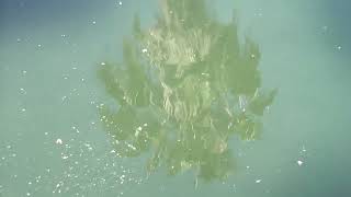 Art Feynman - Plastic Flowers video