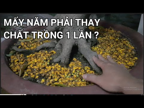 🔴 QBS23367 - BAO NHIÊU LÂU THAY CHẤT TRỒNG CHO CÂY 1 LẦN | LỰA CHỌN CHẤT TRỒNG CHO CÂY MAI MIỀN BẮC