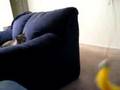 Cat Jumping Off Couch