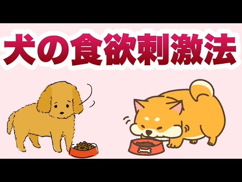 犬の食欲を刺激する家庭療法