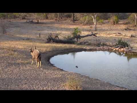 Djuma:Nyala bull enjoying an afternoon drink - 17:071 - 10/02/18