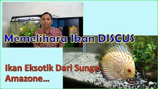 (Vlog Lawak Garing) Memelihara Ikan Discus - Bagian 1