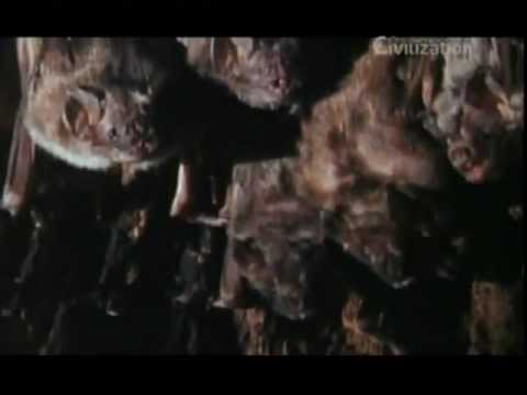 video thumnail