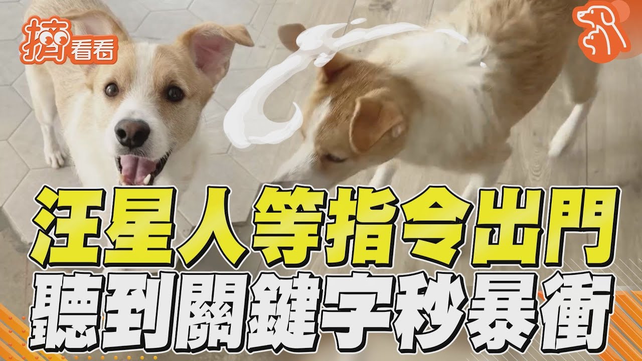 影音／汪星人賣萌等指令出門　媽說關鍵字秒興奮暴衝