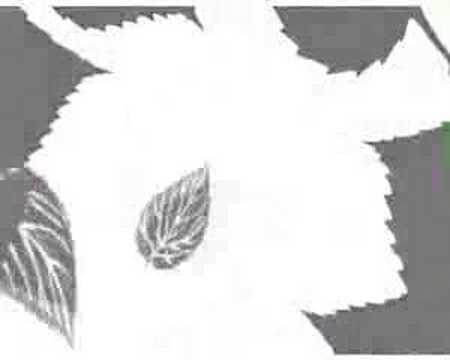 Die Unsichtbaren - Frei