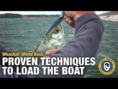 Whackin' White Bass (white bass fishing); Fishful Thinker TV