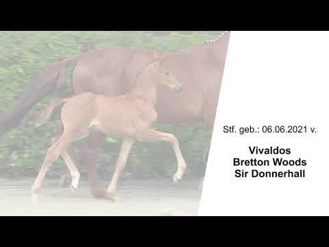 Stf v Vivaldos x Bretton Woods x Sir Donnerhall 2021