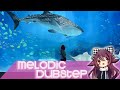 【Melodic Dubstep】Wonder Wonder - Shark (Illenium ...