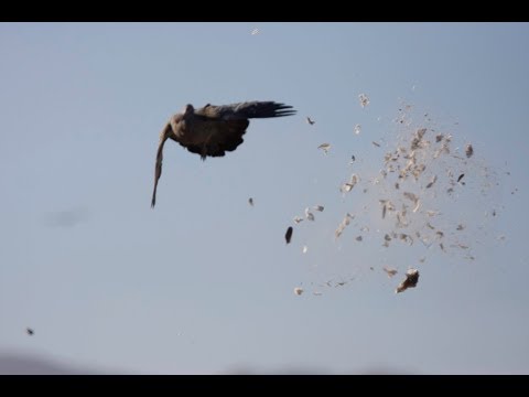 La Torcaza Lodge - Pigeon Hunting - Córdoba, Argentina