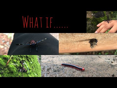 A Word Of All Living Things | Shebin | A Story Told By Insects |  Journey Of Shebin