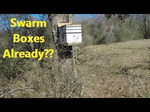 Swarm Trapping - How I Set My Boxes
