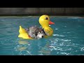 Poo My Dog Song