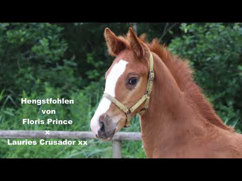 Hengstfohlen von Floris Prince x Lauries Crusador xx