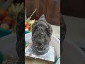 Vinayagar Abhishekam Shorts Vinayagarchathurthi Abhishegam Vinayagar Ytshorts