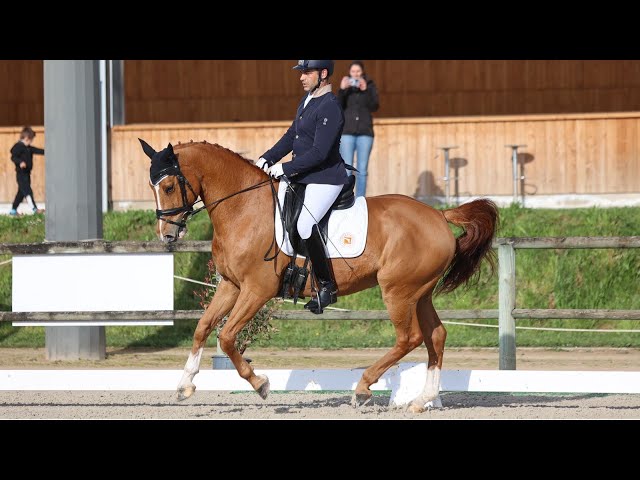 Joli Hongre 10 ans 166cm