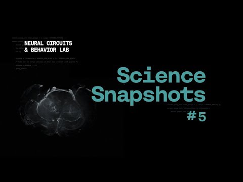 Science Snapshot: Untangling Space and Time in the Brain #neuroscience #cerebellum