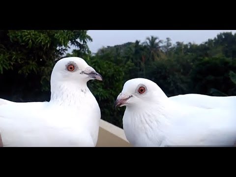 Madrasi kabootar ki pehchan kaise kare How to identify Madrasi pigeon  (couple) Video