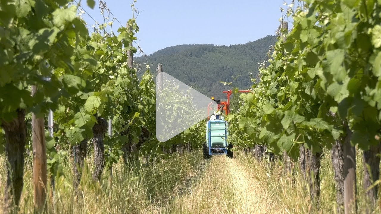 Comment préparer le désherbage des ses vignes en 5 étapes !