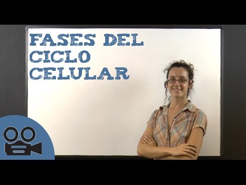 Phases of the cell cycle