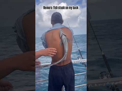 The Truth About the Remora Fish! 🦈 #shorts