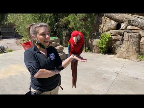 Home Safari – Fiesta the Macaw – Cincinnati Zoo