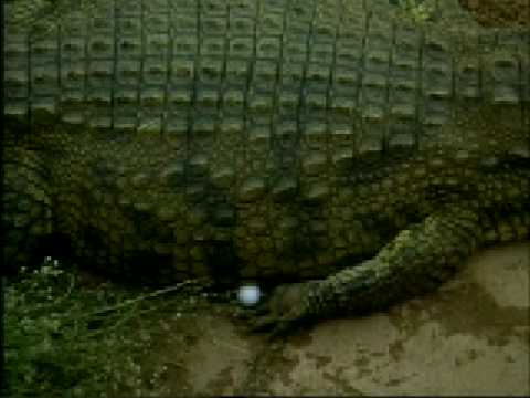Golfer almost eaten by crocodiles in Lost City