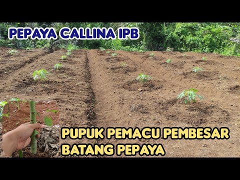 Pemupukan pepaya Umur 1Bulan Pupuk Masa Pertumbuhan
