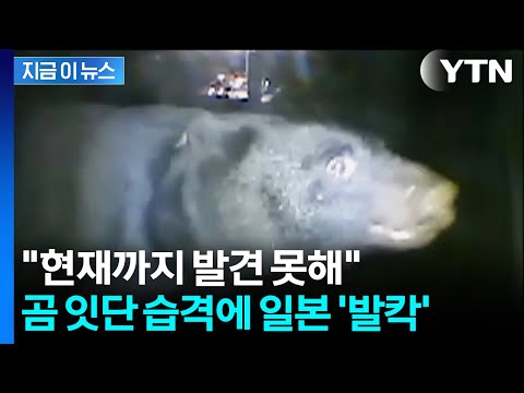 “현관문 열었을 때 덮쳐”... 일본 곳곳 야생 곰 습격 비상 [지금이뉴스] / YTN