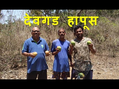 download lagu mp3 mp4 Devgad Hapus Mango, download lagu Devgad Hapus Mango gratis, unduh video klip Devgad Hapus Mango