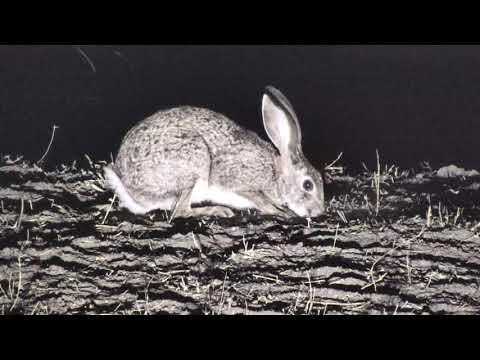 Djuma: Scrub Hare feeding - 18:59 - 10/06/18