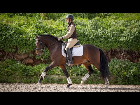 **SOLD** 1.54m Sportive piro free Lusitano Stallion  (REF#581)