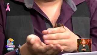 Mitos sobre el insecto Cara de Niño Mitos sobre el insecto Cara de Niño
