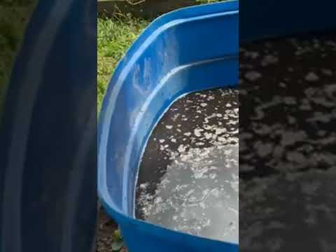 SABAH' (KORABO Co-op) FREE USE OF 3 Years OF SOS Organic Fertilizer for Borneo's Rainforest PROJECTS