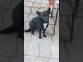 Cute Dog Is Watching N Market Beautiful Peoples Whos That Dog PetLover FamilyDog Hammyandolivia Cute